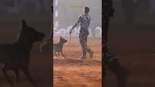 crpf dog doglover k9 srpf cisf doberman germanshepherd pitbull bsf [upl. by Aztinay]