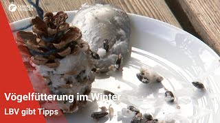 Vogelfütterung im Winter LBV gibt Tipps [upl. by Arvad]