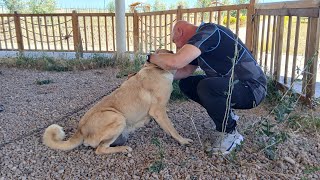 Kangal dogs Sivas  Turkey [upl. by Meer195]