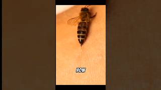 how the bee stinger works science discovery entertainment [upl. by Myron655]