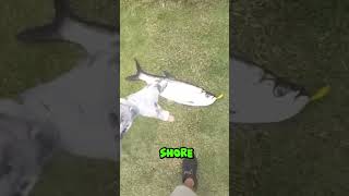 Tarpon in golf course pond shorts fishing tarpon [upl. by Furmark]