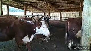 bit chilly this morning clean feed barn 2 yr olds and around the steer feeder lots of 💩 [upl. by Luiza]