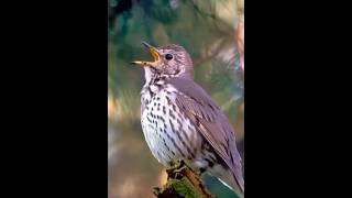 Song thrush bird singing a song ❤️ birds thrushvoice birdsounds nature birdslover birdsongs [upl. by Aivato]