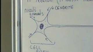 Nervous System A and P Part 1 [upl. by Naoh]