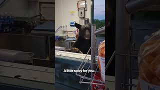 WATCH Gumboloving black bear lunges at food worker shorts [upl. by Nyladnor921]