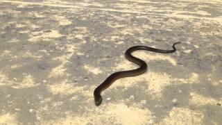 Australian Copperhead Snake [upl. by Ethben]