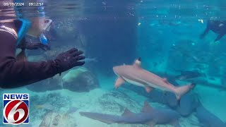 Discovery Cove Shark Snorkel amp Interaction [upl. by Eittod]