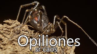 Algunos datos sobre Opiliones arañas cangrejo [upl. by Kolva139]