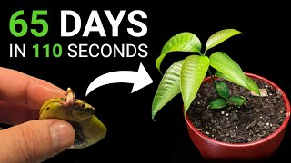 Growing two mango trees from one seed A spectacular time lapse [upl. by Cinomod738]