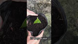 Growing anthurium from leaves for those who dont know [upl. by Oicaroh]