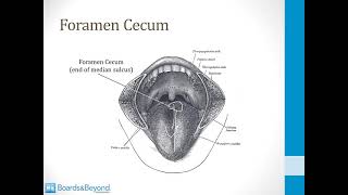 Endocrinology USMLE Step 1 — Thyroid Gland — Boards and Beyond [upl. by Tabib]