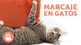 ¿Cómo MARCAN los GATOS 🐱🐾 Evita el Marcaje de tu GATO ✅ [upl. by Alemak]