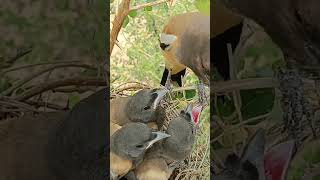 Adorable Rufous Treepie Bird Babies Watch Their Cute Antics [upl. by Zingale]