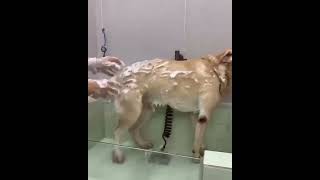 How does your dog react to bathingdogs pets dogspa dogbath dogstories [upl. by Shelagh203]