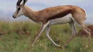 Springbok Gazelles [upl. by Dittman]