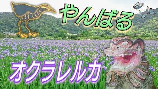 沖縄県大宜味村喜如嘉オクラレルカ～Iris Ochroleuca okinawa japan～ [upl. by Essila195]