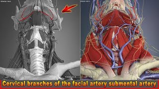 Cervical branches of the facial artery submental artery  Arteries of head and neck  3D Anatomy [upl. by Lunsford]