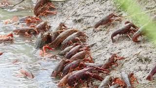 Red Swamp Crayfish AKA Crawfish exiting crawfish pond being drained St Landry Parish Louisiana [upl. by Domenech935]