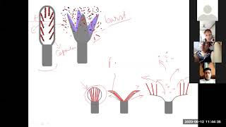 Spore Dispersal Mechanism of Bryophyta [upl. by Adlay857]