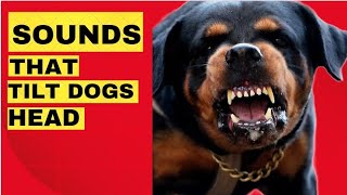 Sounds That Make Dogs Tilt Their Head  GUARANTEED Dog barking Compilation 🤔 [upl. by Karleen]