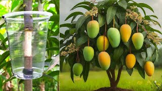 Great method grow super dwarf Mango trees [upl. by Berg894]