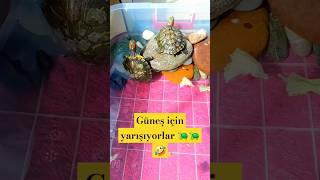 Kaplumbağa Yarışı Yarışıyorlar Resmen 🤣🐢🐢 kaplumbağalar turtle pets [upl. by Shellie263]