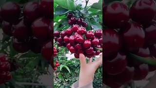 Fruits 🍒 cutting ✂️fruits cutting shorts youtubeshorts [upl. by Aiekat]