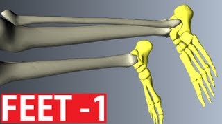 Foot Anatomy  Bones of the Foot  Anatomy Tutorial Part 1 [upl. by Gabbey]