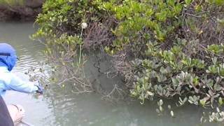 Mud crabbing In stanage Bay Nth Queensland [upl. by Ibrahim]