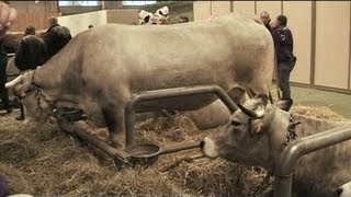 Salon de lAgriculture  la région représentée Toulouse [upl. by Ludlew276]