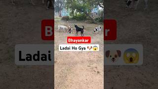 Dog Barking  Dog Barking Sound  Dog 🐕 Barking Loud Sound Effect  shorts dogbark dogbarking [upl. by Bannister]