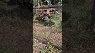 Wingham Wildlife Park [upl. by Omlesna]