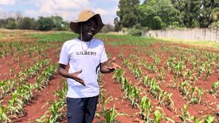 Organic ways of controlling Fall Army Worms in maize🌽 [upl. by Drud16]