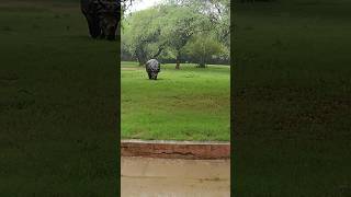 🦏Giant Great Indian Rhinoceros Unleashed The Ultimate Wildlife Encounter You Cant Miss🔥 Comin [upl. by Nsaj72]