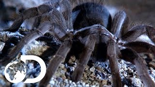 The Tarantulas of Australia  Ultimate Spiders [upl. by Egni]