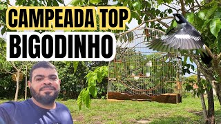 CAMPEADA DE BIGODINHO TOP [upl. by Utham468]