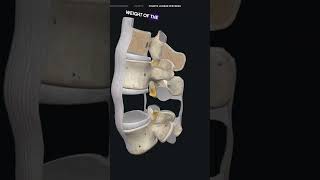 Ligamentum Falavum Hypertrophy [upl. by Alrad829]