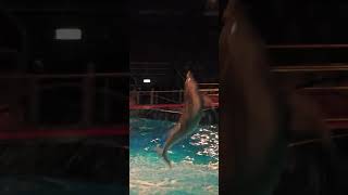 BIG JUMP Dolfinarium Harderwijk [upl. by Dewar440]