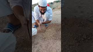 Wild Rabbit Trapping Effective Techniques for Successful Traps trending viral rabbit trapping [upl. by Aikrahs]