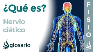 NERVIO CIÁTICO  Qué es ubicación dónde se origina ramificaciones qué zonas inerva y lesiones [upl. by Iand]