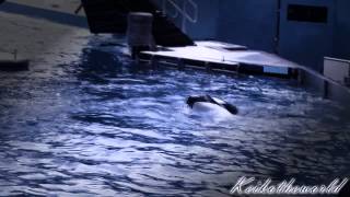 Tilikum quot Its My Fault quot RIP Dawn Brancheau [upl. by Aible450]