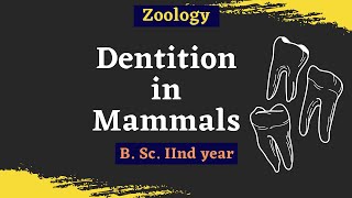 Dentition In Mammals  B Sc 2nd year  Zoology [upl. by Aluino263]