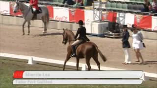 2014 Garryowen Equestrienne Turnout  80th anniversary  2014 Royal Melbourne Show [upl. by Fagaly]