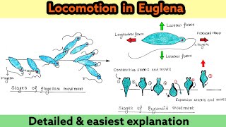 Locomotion in Euglena  Flagellar movement  Euglenoid movement  Zoology [upl. by Kahaleel471]