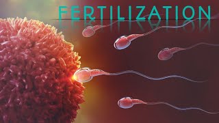 Fertilization of human sperm ovam  Pregnancy fertilization animation process [upl. by Nhepets486]