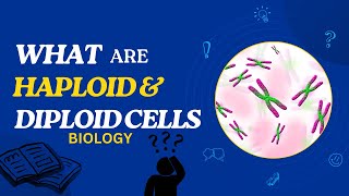 What are Haploid and Diploid Cells [upl. by Allac]