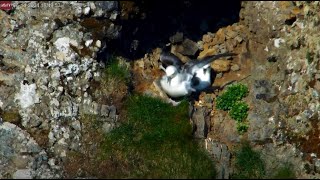 Jun 14 2024 Iceland eruption fulmar bird nest  parents switch places glimpse of egg wing flaps [upl. by Melesa]