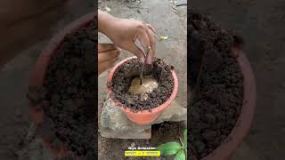 How To Make A Mango Tree Produce Grapes And Mangoes Togethershorts setisfying viralvideo [upl. by Bisset458]