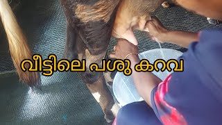 veettile pashu karavacow animalfarming [upl. by Demmahom709]