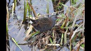 The Water Rail returns to Keynsham Park [upl. by Eydie]